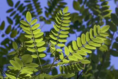 Close-up of green leaves on tree