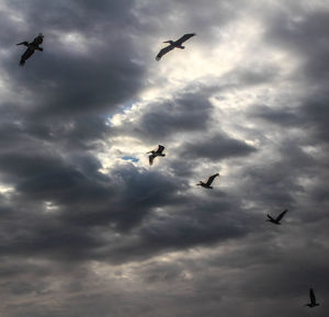 Low angle view of silhouette birds flying in sky