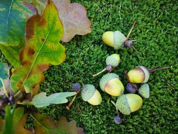 High angle view of fresh green grass
