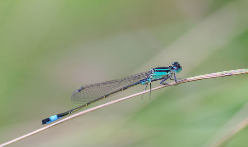 Close-up of dragonfly on leaf