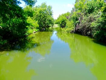 Scenic view of lake in forest against sky