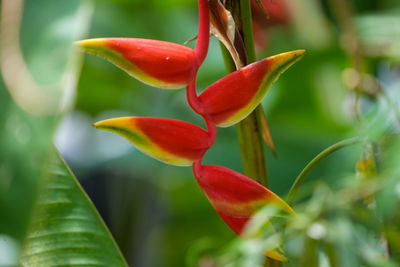 Close-up of red flowering plant