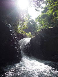 Scenic view of waterfall in forest