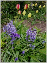 Close-up of purple flowers blooming outdoors