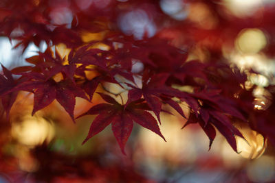 Close-up of autumnal leaves