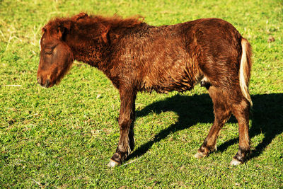 Horse grazing on field