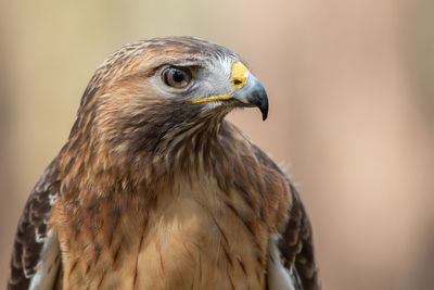 A portrait of a red-tailed hawk