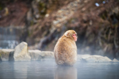 Monkey looking away in water