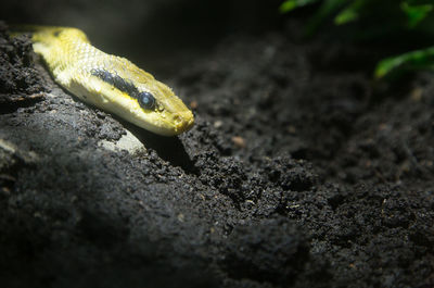 Close-up of snake on wet field