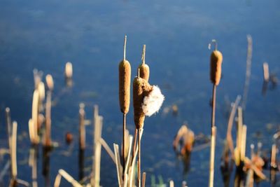 Close-up of plants against lake