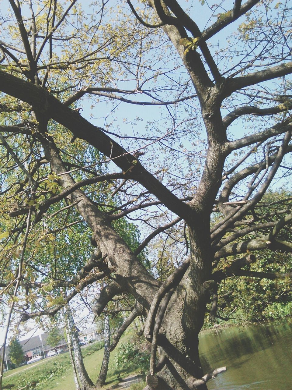 tree, branch, tree trunk, growth, nature, tranquility, low angle view, beauty in nature, sky, clear sky, sunlight, tranquil scene, bare tree, day, scenics, outdoors, no people, green color, shadow, non-urban scene