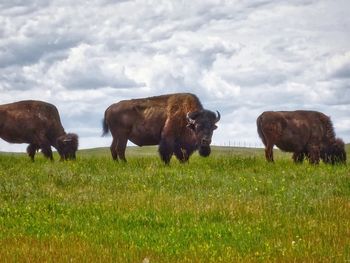 Horses grazing in field