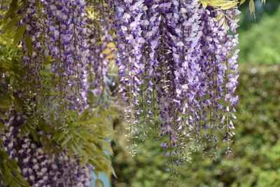 Close-up of purple flowering plants