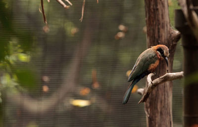 White-fronted bee-eater merops bullockoides is an insectivore found in central and eastern africa.