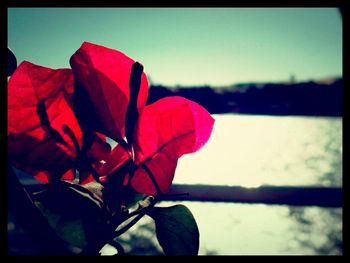 Close-up of red flower