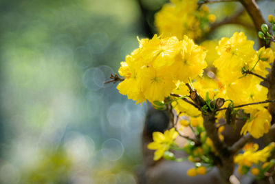 Close-up of insect on yellow flower