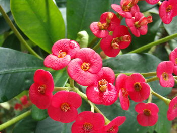 Close-up of red flowers blooming outdoors