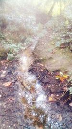 Close-up of tree in forest