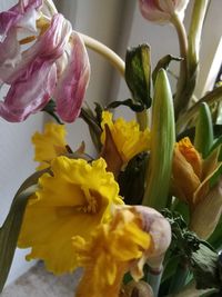 Close-up of yellow flowers