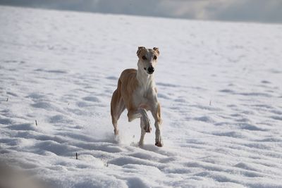 Dog running on field