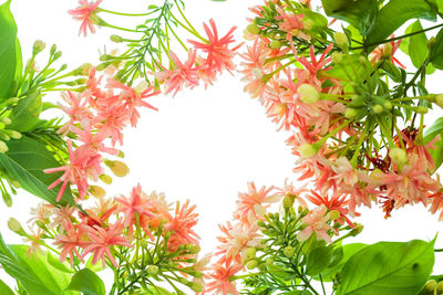 Low angle view of flowering plant against trees