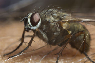 Close-up of insect fly