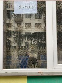 Cat seen through glass window