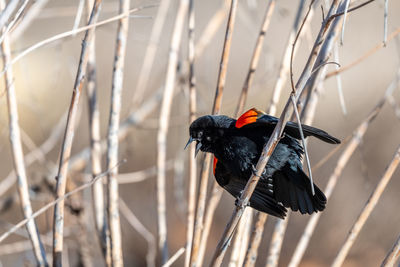 Close-up of bird perching on a branch