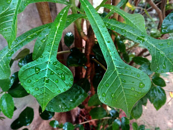 Close-up of raindrops on leaves