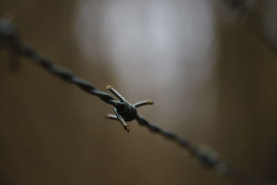 Close-up of barbed wire