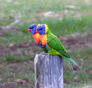 Close-up of parrot perching on wooden post