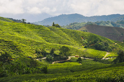 Beautiful view of landscape tea plantation of cameron highland in malaysia. 