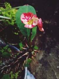 Close-up of pink flower