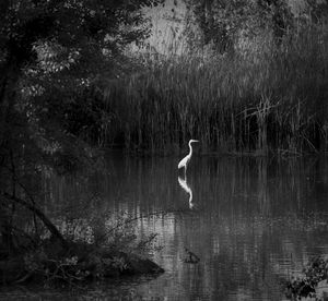 Swan swimming in lake