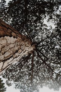 Low angle view of tree against sky during winter