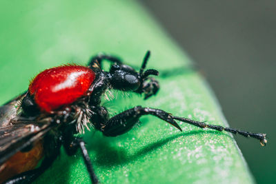 Close-up of spider