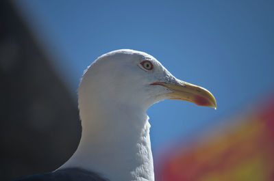 Close-up of seagull against sky