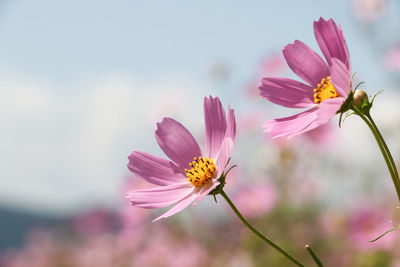 Close-up of bee on pink cosmos flower