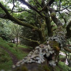 Trees in forest