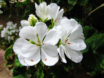 Close-up of white flowers blooming outdoors