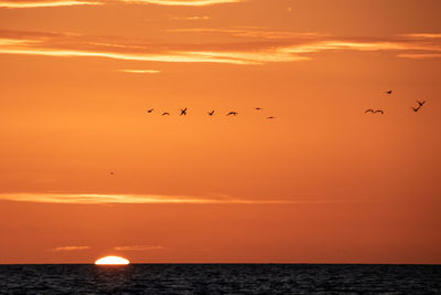 Flock of birds flying over sea at sunset