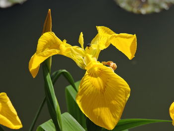 Close-up of yellow daffodil