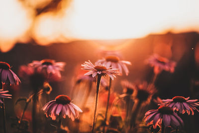 Close-up of flowering plant on field against sky during sunset