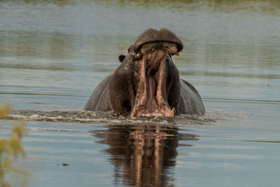 Hippopotamus with mouth open in lake