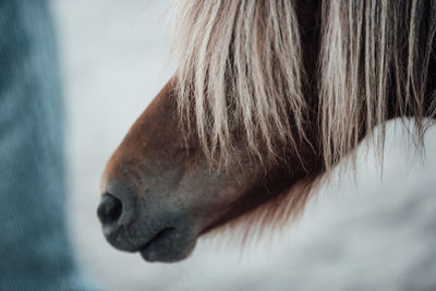 Close-up of a horse