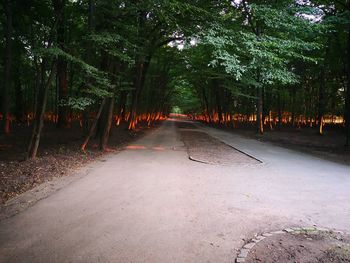 Road amidst trees in forest