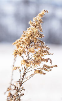 Close-up of frozen plant during winter