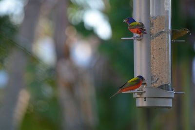 Close-up of birds perching on bird feeder