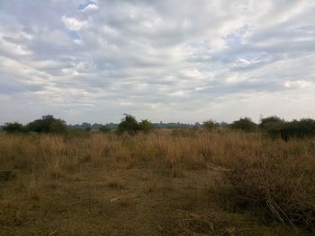 Scenic view of field against sky