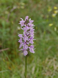 Close-up of purple flowering plant